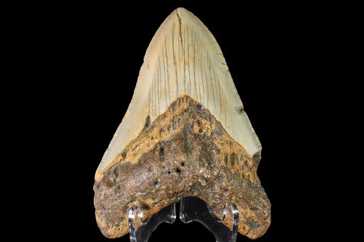 Fossil Megalodon Tooth - North Carolina #147768